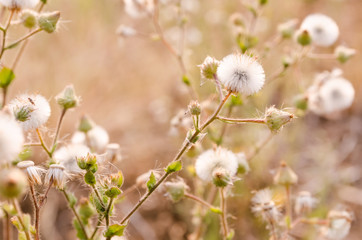 Grass flowering in vintage tone
