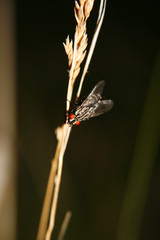 a fly sitting on a stalk.