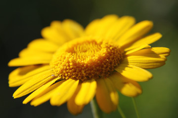 yellow daisy on a nature.