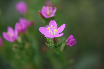 purple and lilac petals of wildflowers.