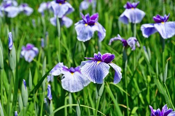 満開の花しょうぶ