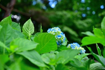 ひっそりと咲く紫陽花