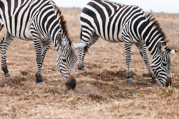 Fototapeta na wymiar 2 zebra eating yellow red grass on the ground in open field in midday. At Nairobi national park, Kenya.