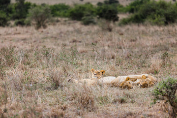 three female lions lay down on the ground with grasses and trees, and look at camera in summer season. Kenya, Africa.  