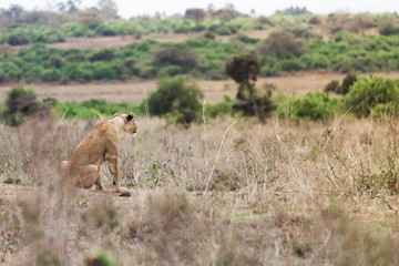 female lion is siting down on the ground and grasses with small trees around its in summer season at  Kenya, Africa