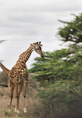 Giraffes eating leaves in the open field with sky and savannah background and yellow grass.