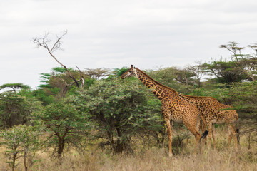 Giraffes eating leaves in the open field with sky and Savannah background and yellow grass at Nairobi national park, Kenya.