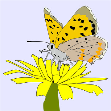 butterfly on flower