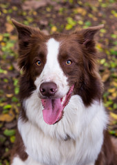 Border Collie Portrait