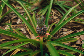 Young pineapple on the plantation close up, top view