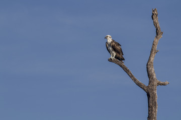 Osprey perched on tree. ready to hunt breakfast looks attentively down at the river with blue sky as background. also known as sea hawk or river hawk or fish hawk. beautiful bird of prey . 