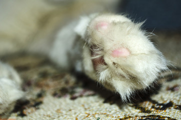 cat's white foot. close plan