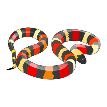 Colourfull snake