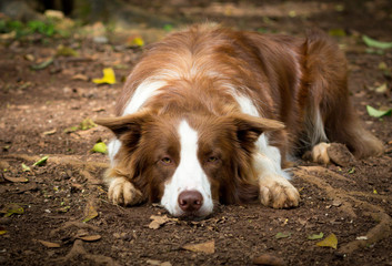 Border Collie