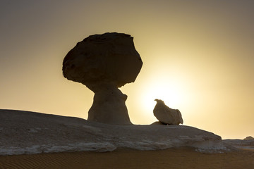 Fototapeta na wymiar White Desert at Farafra in the Sahara of Egypt. Africa.