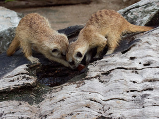 Meerkats digging hole or burrow of wooden log to find some food in a zoo with concept of curiosity, inquisitiveness, and finding