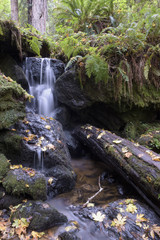 cascading water over dark rocks in a fern covered redwood forest