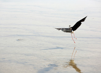 Black-winged stilt a  large water bird flies