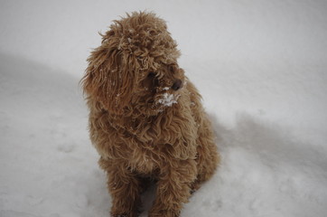 The teddy in the snow.