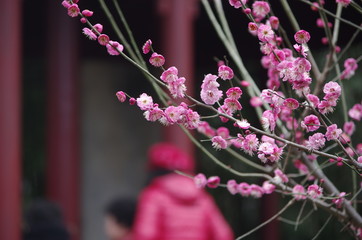 The plum blossom