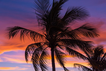 Fototapeta na wymiar Sunset and Palm Tree