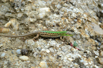 зеленая ящерица