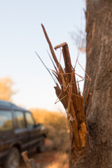 Camouflaged stick insect on tree in the outback of the Northern Territory in Australia