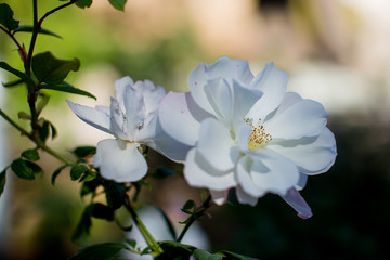 Flowers of Jerusalem