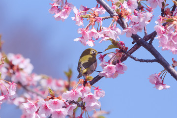 メジロと河津桜
