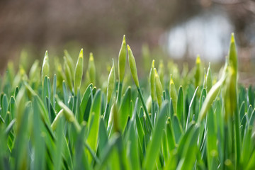 Sprouted spring flowers daffodils in early spring garden