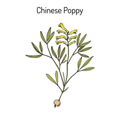Chinese poppy Corydalis yanhusuo , medicinal plant