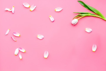 Fresh colorful tulip among petals on pink background top view copy space