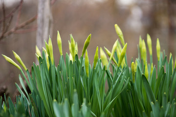 Sprouted spring flowers daffodils in early spring garden