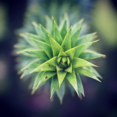 Spring garden growth