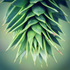 Spring garden growth