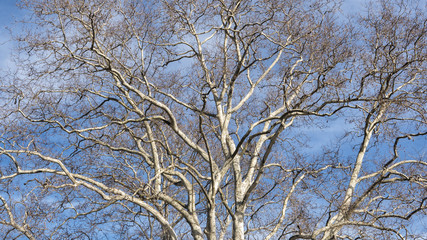 Tree with no leaves