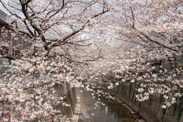 神田川沿いの春の桜咲く風景