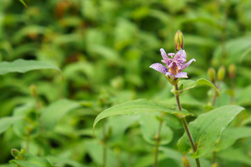 Tricyrtis pink freckles or toad lily purple flower with green background