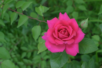 Rose flower closeup in garden
