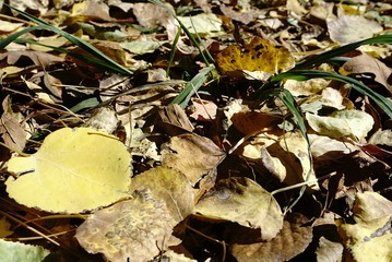 Sunny Fall Foliage