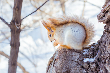 Live squirrel sits on a tree branch in a winter forest against a sky background