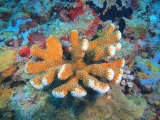 Stone coral