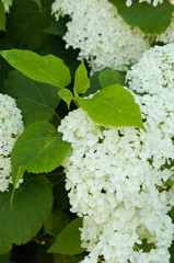 Hydrangea arborescens incrediball smooth hydrangea or wild hydrangea