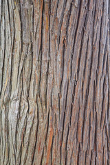 Texture of bark