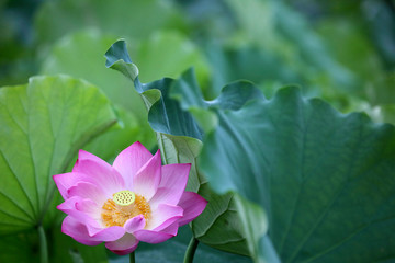 A blooming pink waterlily hiding among green leaves in a lotus pond ~ Close-up of a lovely lotus...