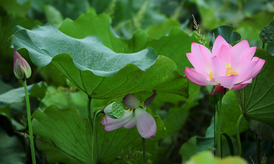 Lovely pink water lily blooming among lush leaves in a lotus pond under bright summer sunshine ~ Close-up of a lotus bud and a waterlily flower in full bloom 