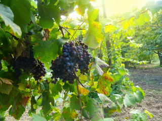 autumn vineyard with wine grapes