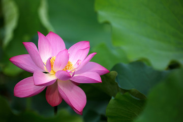 Fototapeta premium Close-up view of a lovely pink waterlily flower blooming among green leaves in a lotus pond with delicate petals appearing transparent under bright summer sunshine ( blurred background effect )