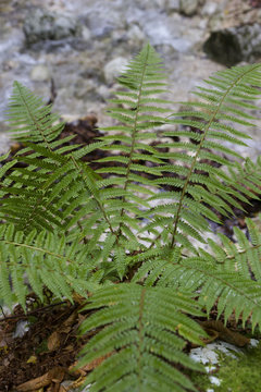 Great fern in mountain forest