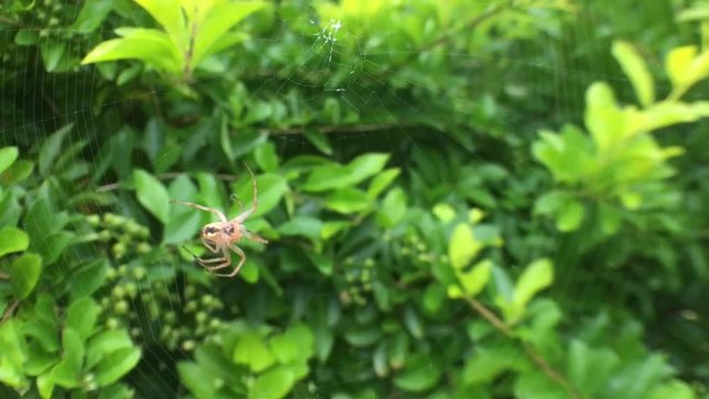 Juvenile Huntsman Spider spinning a web on a plant in Rarotonga, Cook Islands.